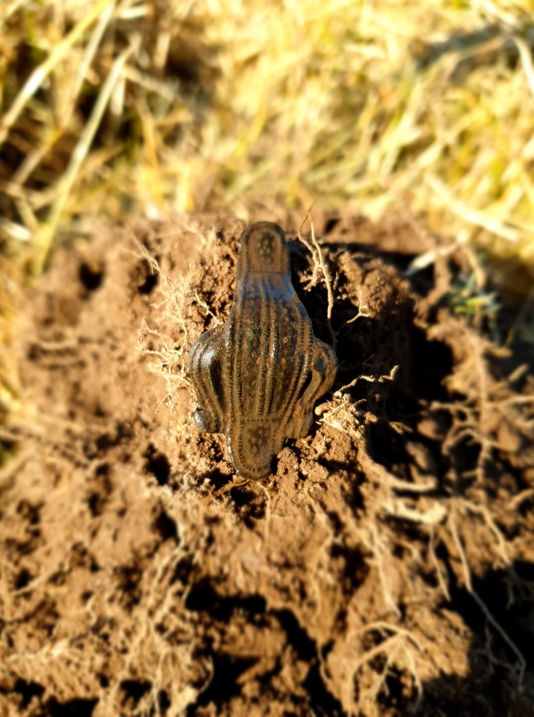 fundfoto aug nordjyskdetekt (25)